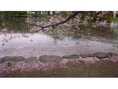 暑さに負けた