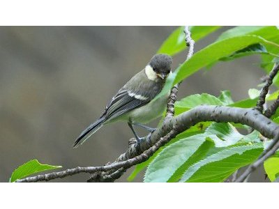 上川養鱒場たより 4月 3日 朝