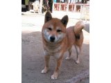 ただ今妊娠中の親犬が、4匹います。