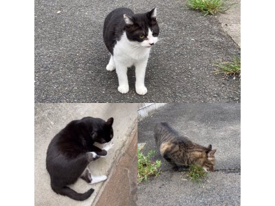 おはようございます。きょうもハッピーな笑顔で頑張りましょう。
