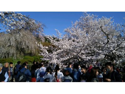 今日の祇園・円山公園、夕方