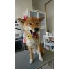 昨日のお客様♪その２～