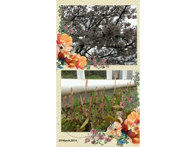 明日(3月31日)は定休日です