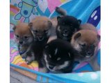 豆柴の 小寿々姫の子犬達、いつの間にかこんなに成長していました。