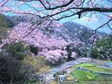 大阪、桜・お花見名所厳選ベスト20、開花情報。 