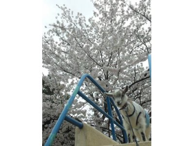 ヤギの3つの教え