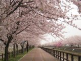 桜のお花見に行きませんか？