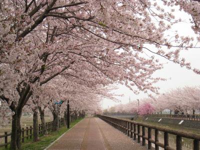 桜のお花見に行きませんか？