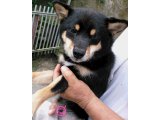 今日は、豆柴の子犬の2匹と、りりちゃんをシャンプーしました。