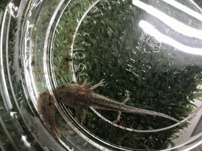 ウーパー