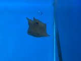 コンゴウフグ