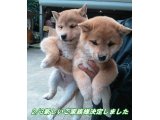 今日は、節分 西南西を向いてワハハの後無言で、タイヨ-で買った巻きずしを、まるかぶりをしました。