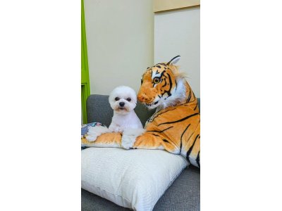 はっさくくん