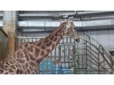 連休は