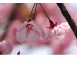 場の敷地内に咲く河津桜に思う