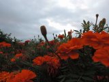 マリ－ゴ－ルドの花