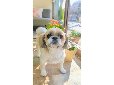 リンちゃん