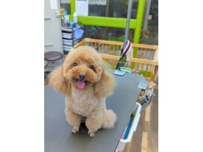 ノアちゃん