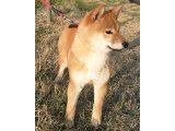 今日も 由紀乃ちゃんと、お散歩に行きました。