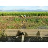 10/1【モチ米の水田…落水板外し】