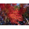 １１月２５日　太平山　紅葉狩り