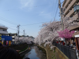 大岡川横浜の桜がきれいですよ