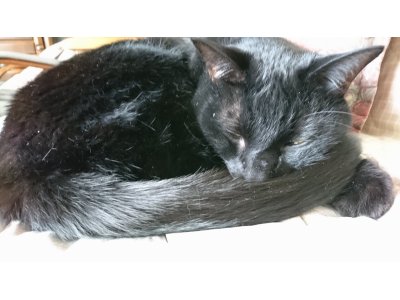 猫とキュウリ