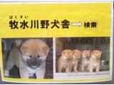 昨日の失敗を 乗り越えて、又作りました。