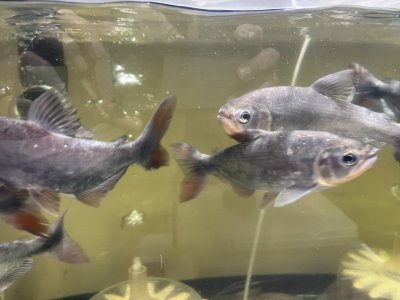添加剤って?