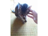 ピラミッドのある世界