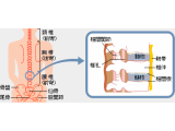 わさ接骨院の行うマッサージは有資格者の行う施術です。