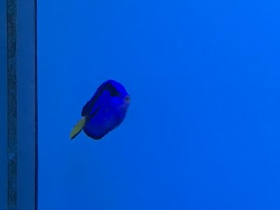 ナンヨウハギ