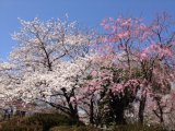 糟屋郡須惠町の赤帽急送便は赤帽福岡マンサナ・ツー運送、(桜の季節)