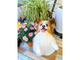 ココアちゃん