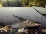 アジアン ハイフィン