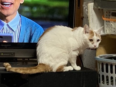おはようございます。きょうもコロナに負けない明るい笑顔で頑張りましょう。