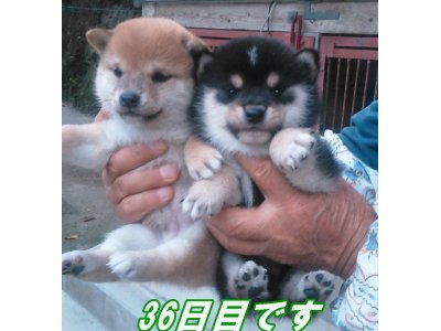 v3羽生さんおめでとうございます!