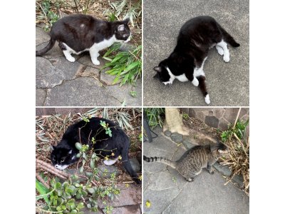 おはようございます。きょうも明るい笑顔で頑張りましょう。