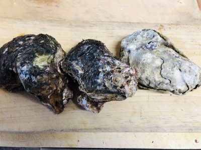夏バテ予防に旨いもん!
