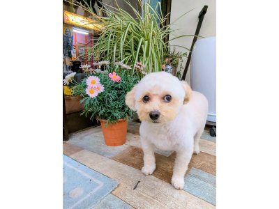 チェリーちゃん
