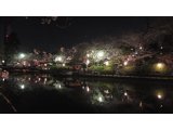 刈谷市亀城公園の夜桜です