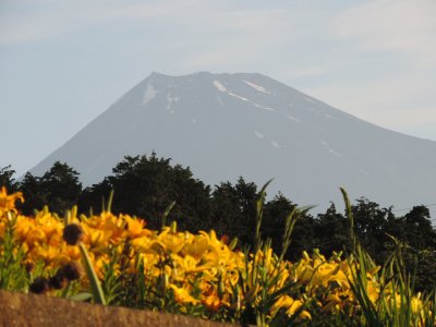 ユリの花