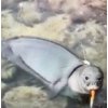 アザラシがナイフ