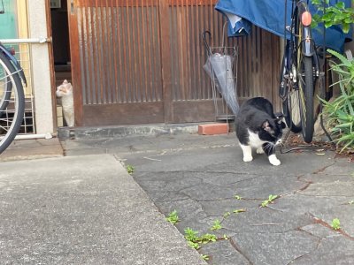 おはようございます。光療術院のちょびすけ&さくらです。