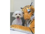 ニコちゃん