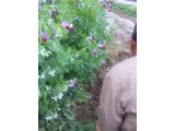 裏の畑日記
