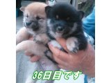 小寿々姫と 紅丸君の子犬達(豆柴) 5匹産まれて、1匹は、ご予約済です。