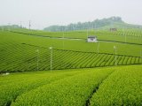 これはお薦めです！福岡県産　八女茶はいかがですか？