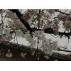 教室のお庭の桜と３月グループレッスンのこと。 