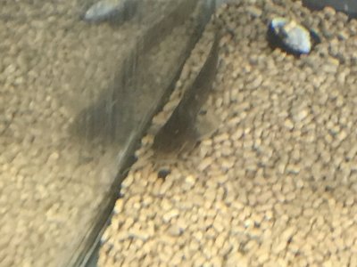 アカザ